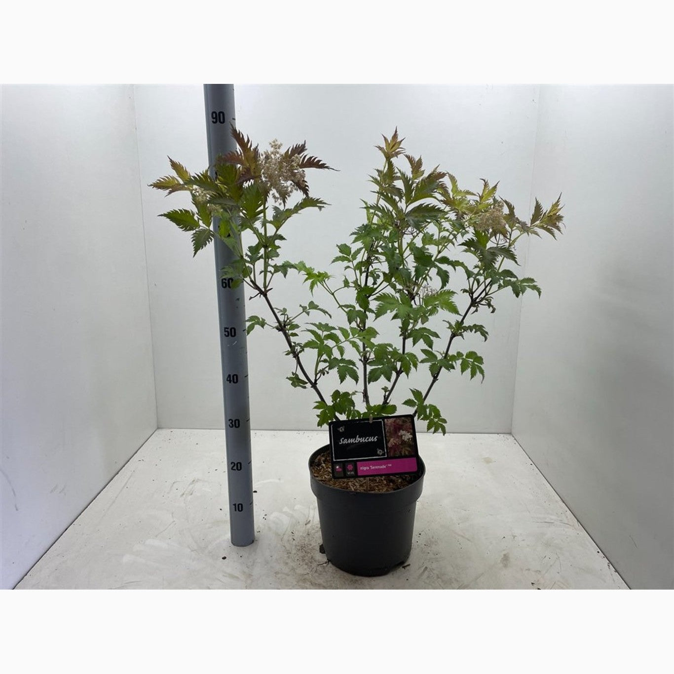 Fläder – Sambucus nigra 'Serenade' - C7,5